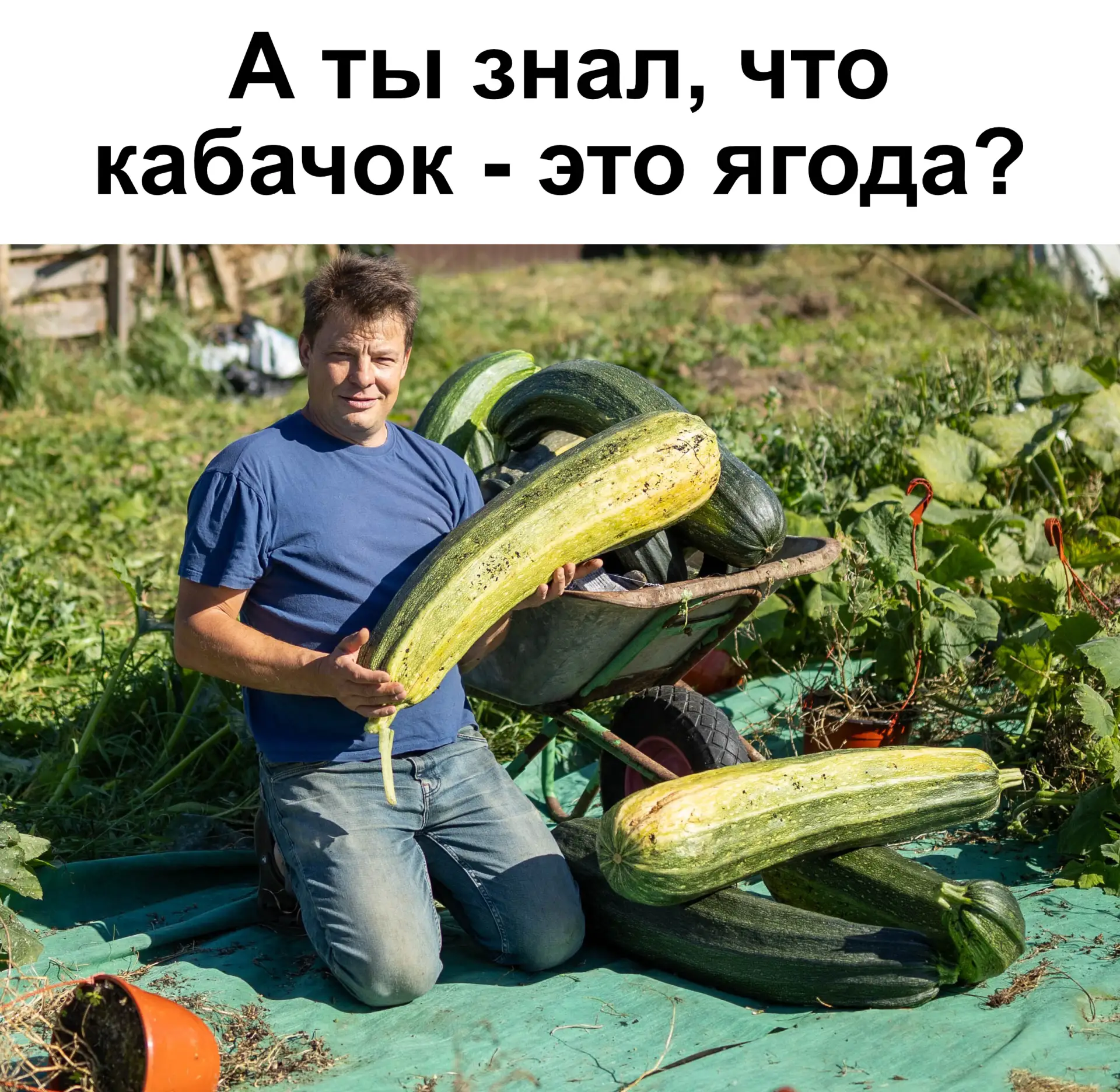 🍈 Кабачок — это… ягода?! 😱