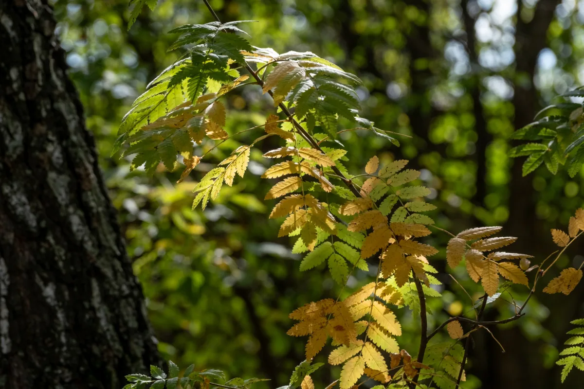 Осень приходит незаметно🍁
