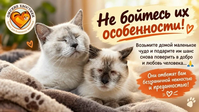 Счастье, которое можно потрогать лапками: Куффи и Квинси ищут дом! 🐾