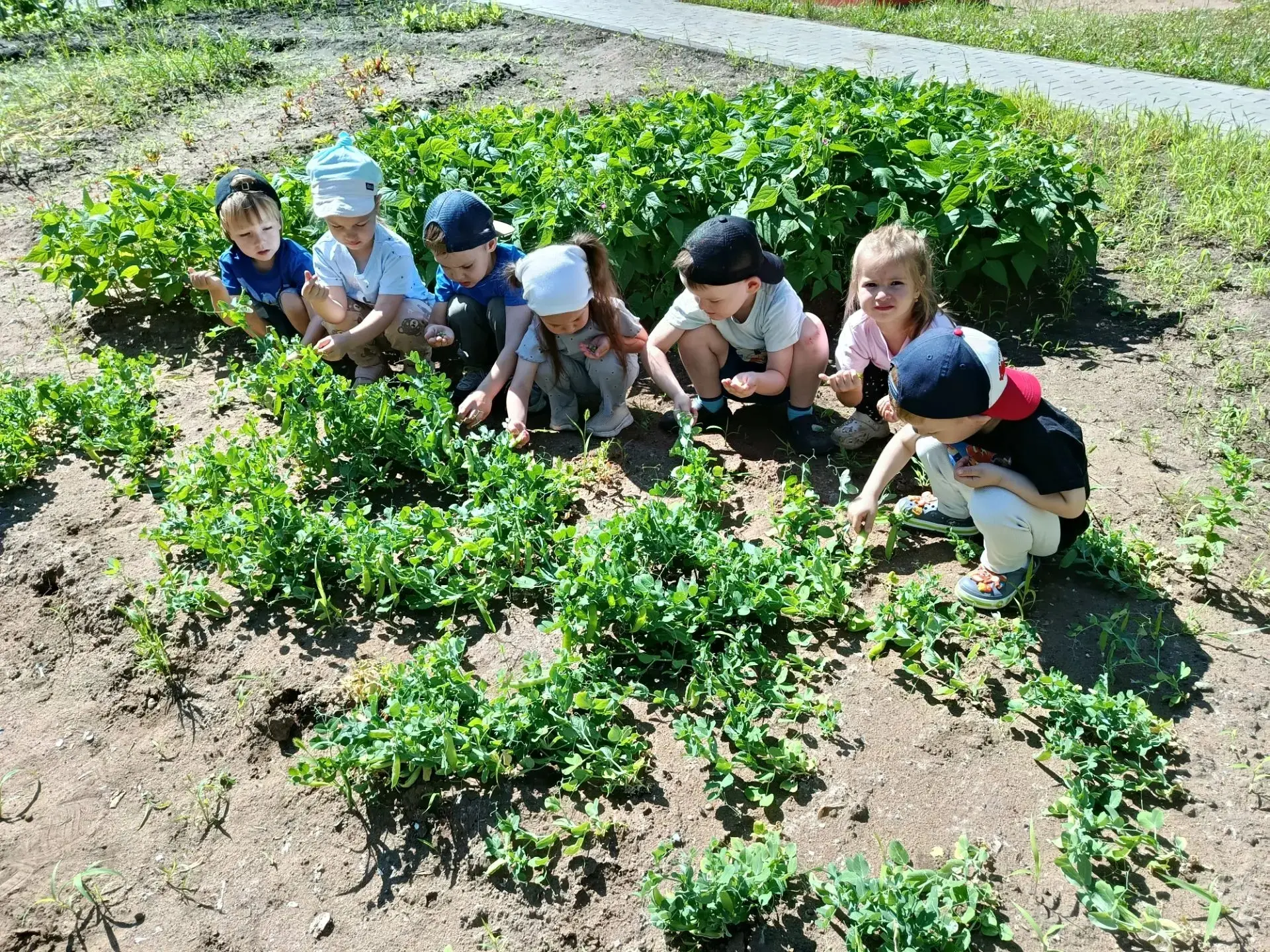 🌱 Чудо-горох: от горошинки до зелёных побегов! 

Ранней весной ребята из группы №10  посадили горох