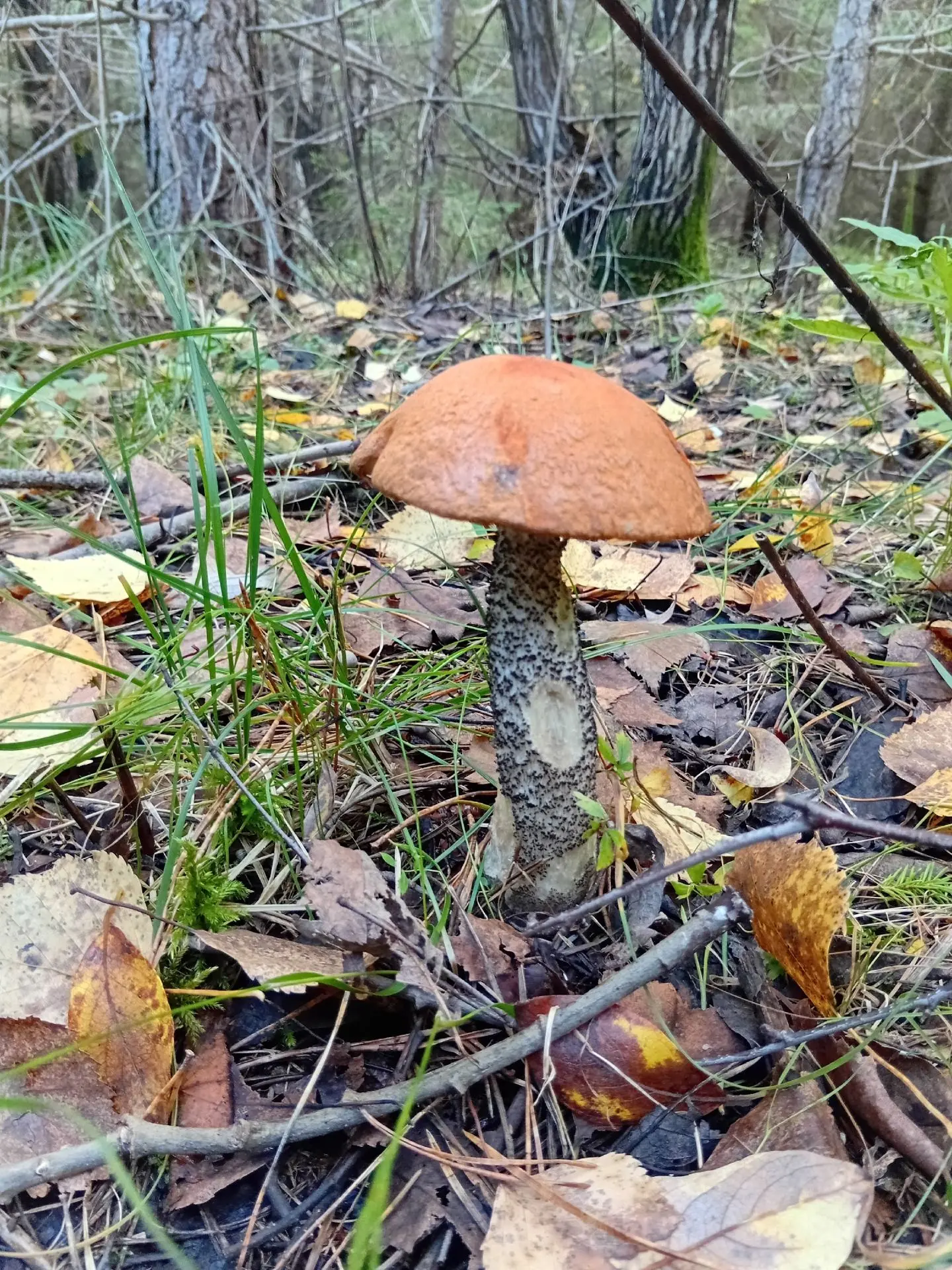 🍄 Осенний лес зовёт!