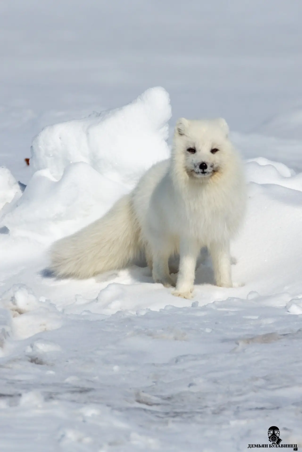 Обитатель Северо-Солёнинского газоконденсатного месторождения 🐾 
 
Фото: Демьян Булавинец
