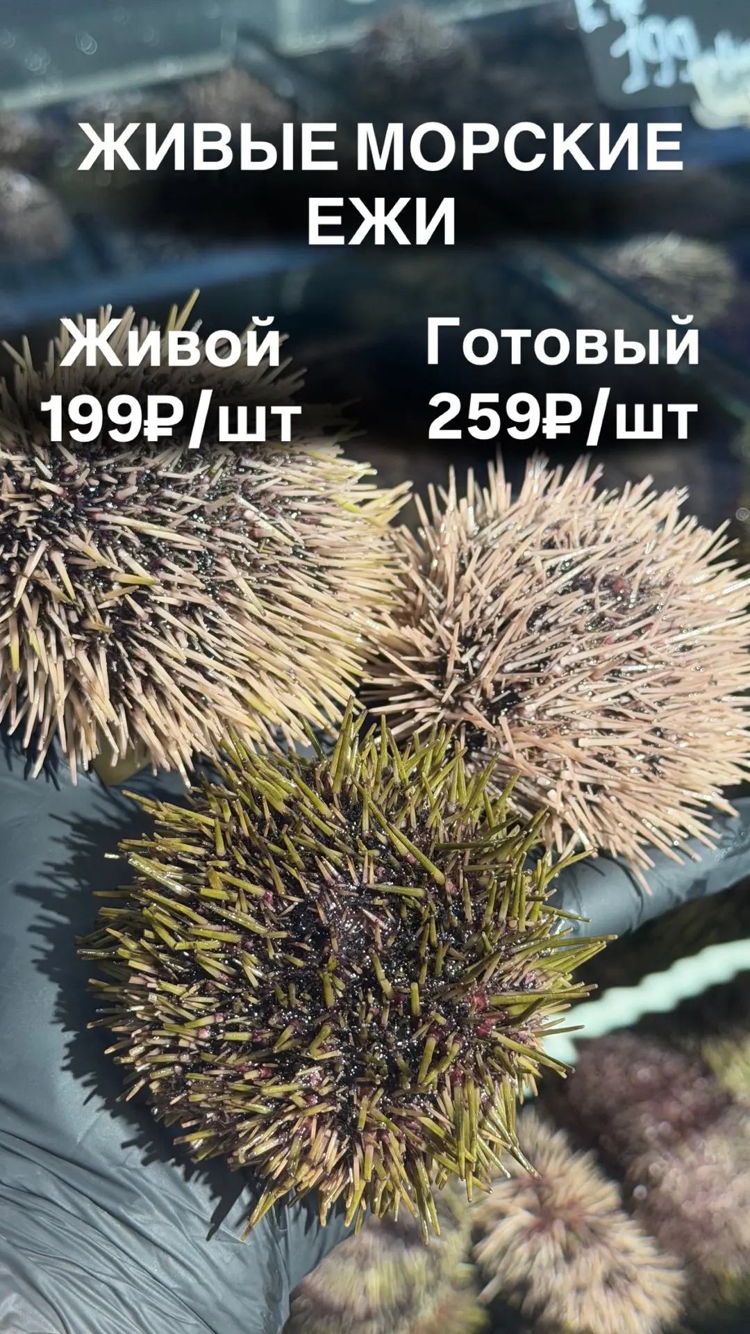 ⚡️ПОСТАВКА ЖИВЫХ МУРМАНСКИХ ЕЖЕЙ⚡️