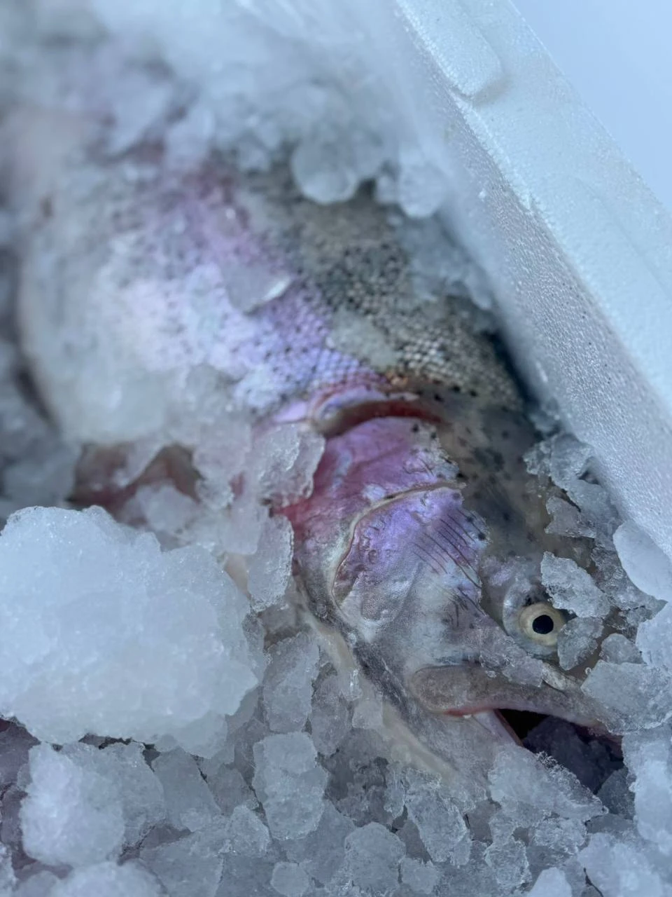 🍣 Друзья, хорошая новость для всех любителей настоящей рыбы!
