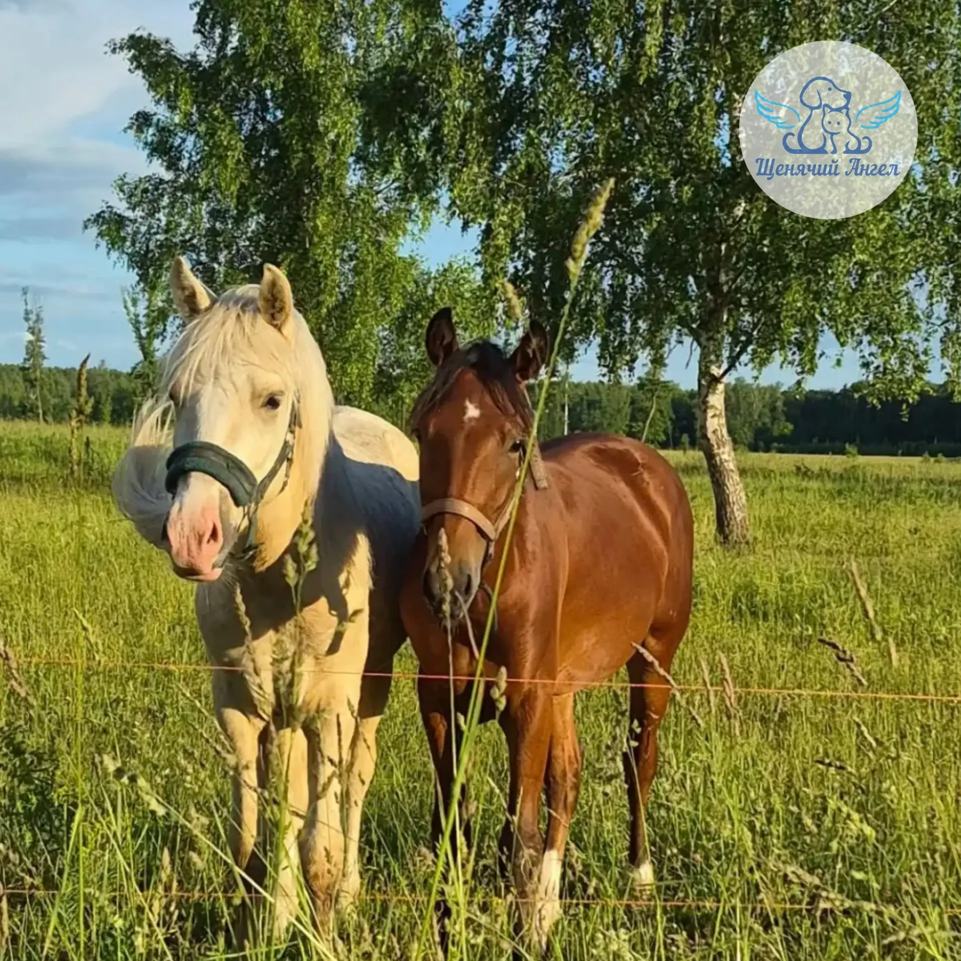 НЕРАЗЛУЧНЫЕ ДИСНЕЙ И КУЗЯ 🐴🐴