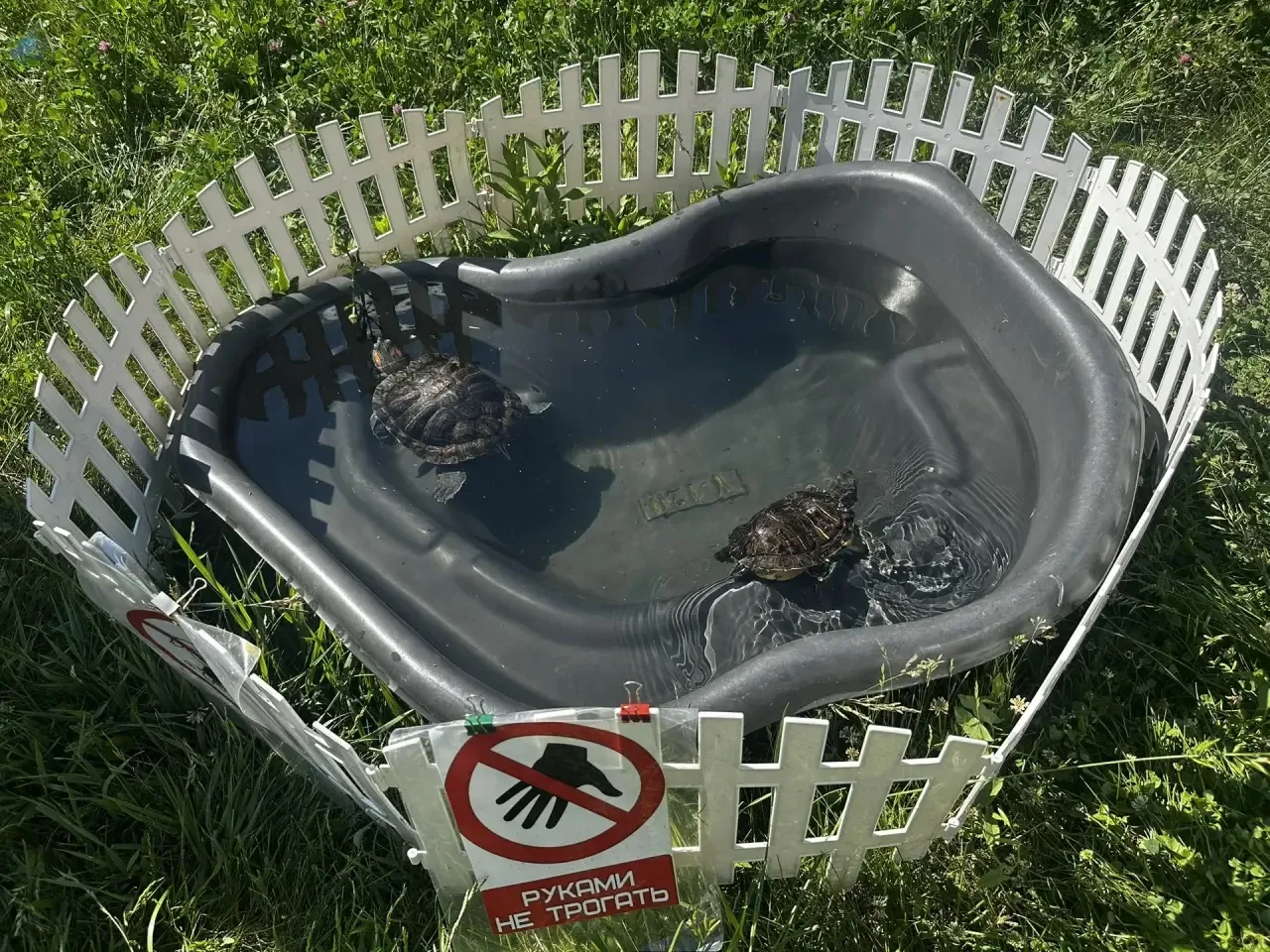🐢Внимание, красноухие черепахи! 

Наступило лето, на территории Балкыш вновь появился пруд с черепа