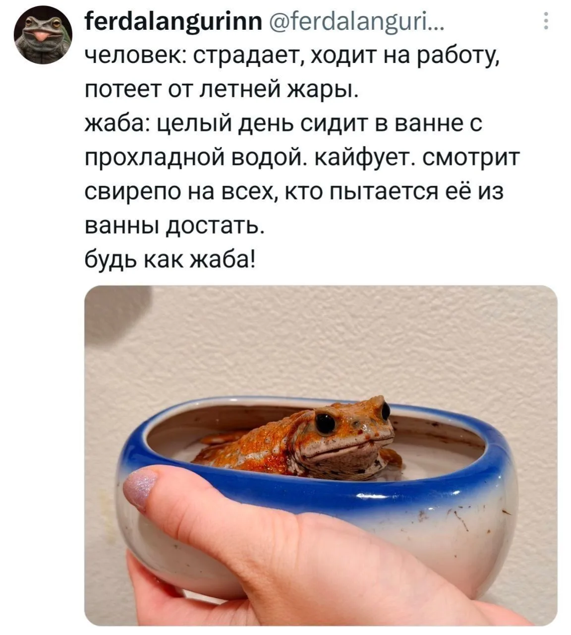 любим лягушек и жабок