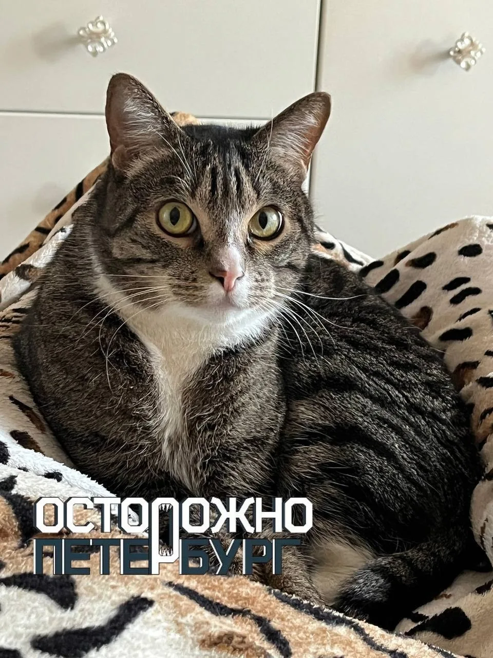 Жительница Ленинградской области выбросила своего кота на улицу. 😡