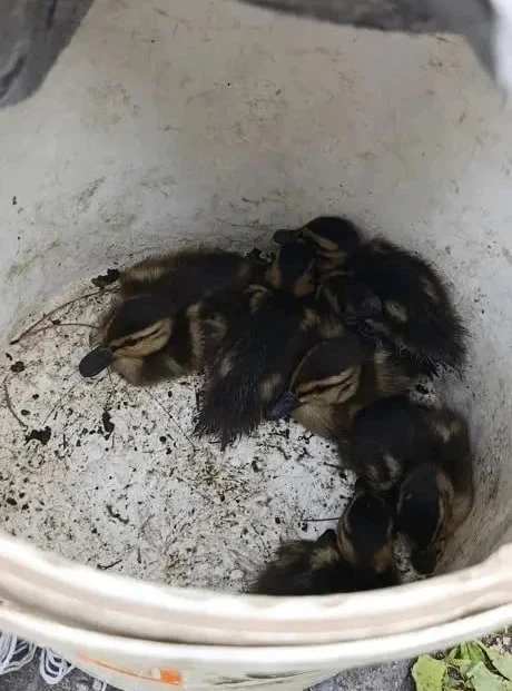 🦆 Утиные истории: продолжение
