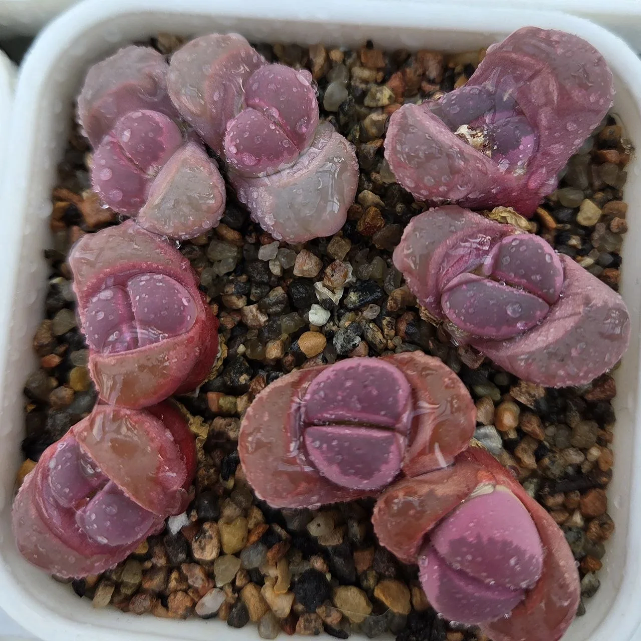 Lithops optica cv. rubra живёт отличной от всех моих литопсов жизнью 😞

Линька до сих пор не заверш