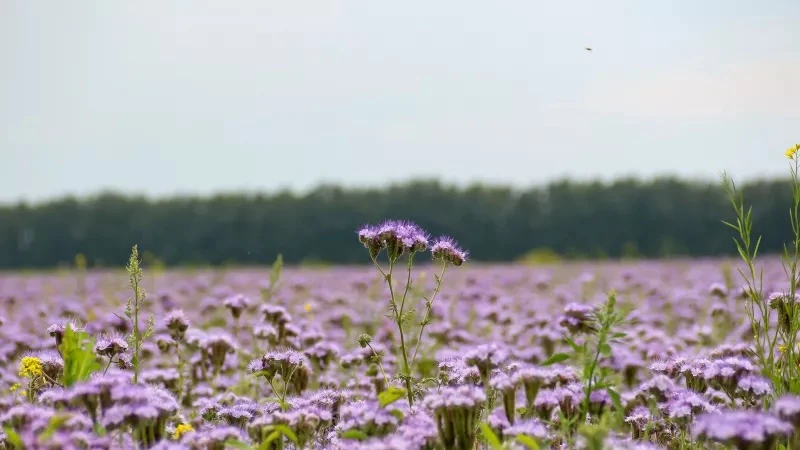 Штормпрогноз из-за аномальной жары продлили в Алтайском крае до 24 июня

В регионе из-за аномальной 