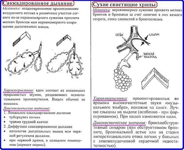 Аускультация легких