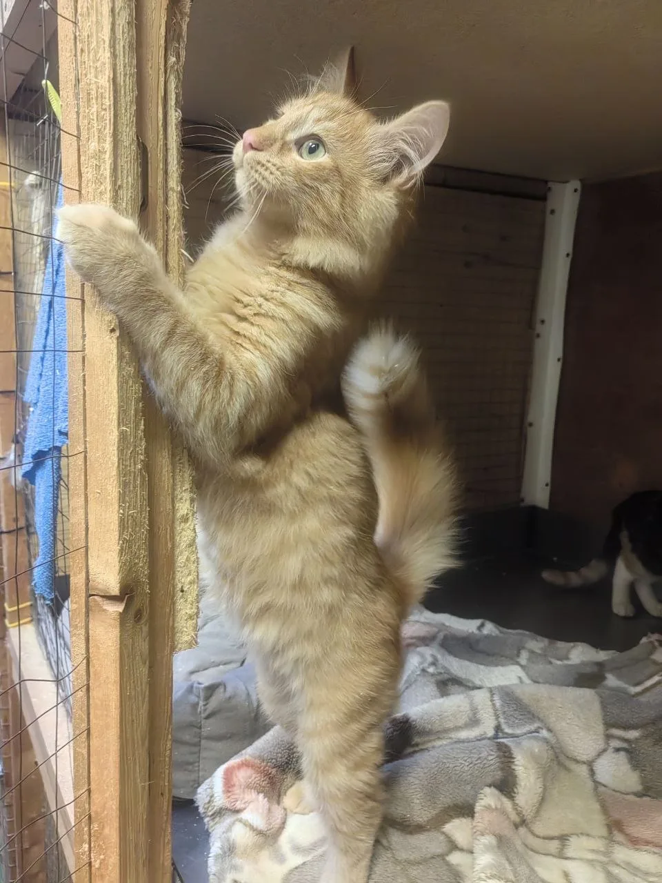 Ищет дом рыжий Принц! 👑