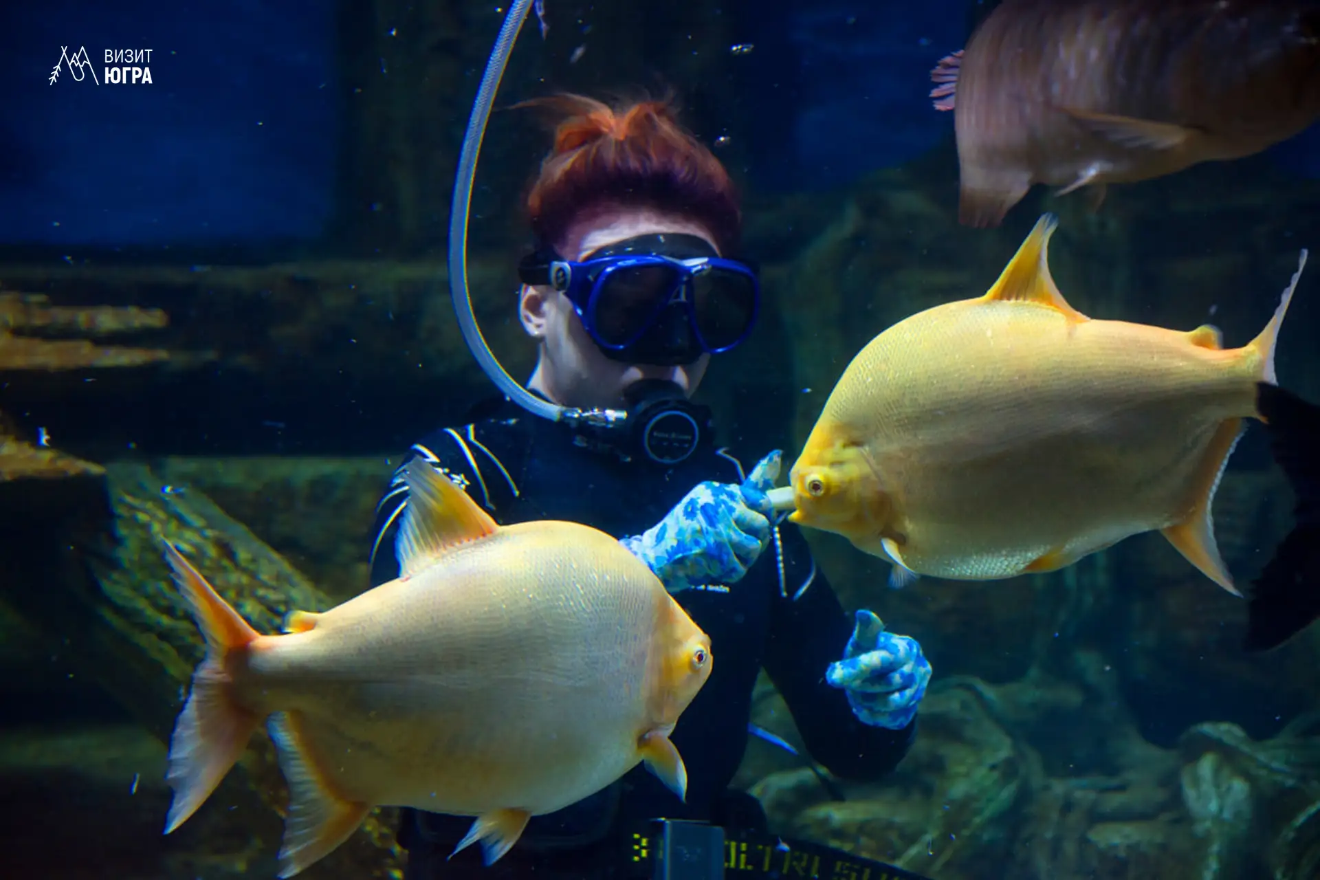 Путешествие в подводный мир в Когалыме 🦈