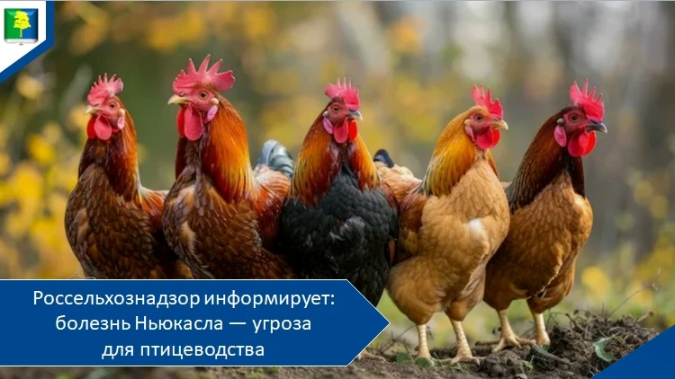 Болезнь Ньюкасла (псевдочума птиц) — особо опасное вирусное заболевание, уступающее по ...