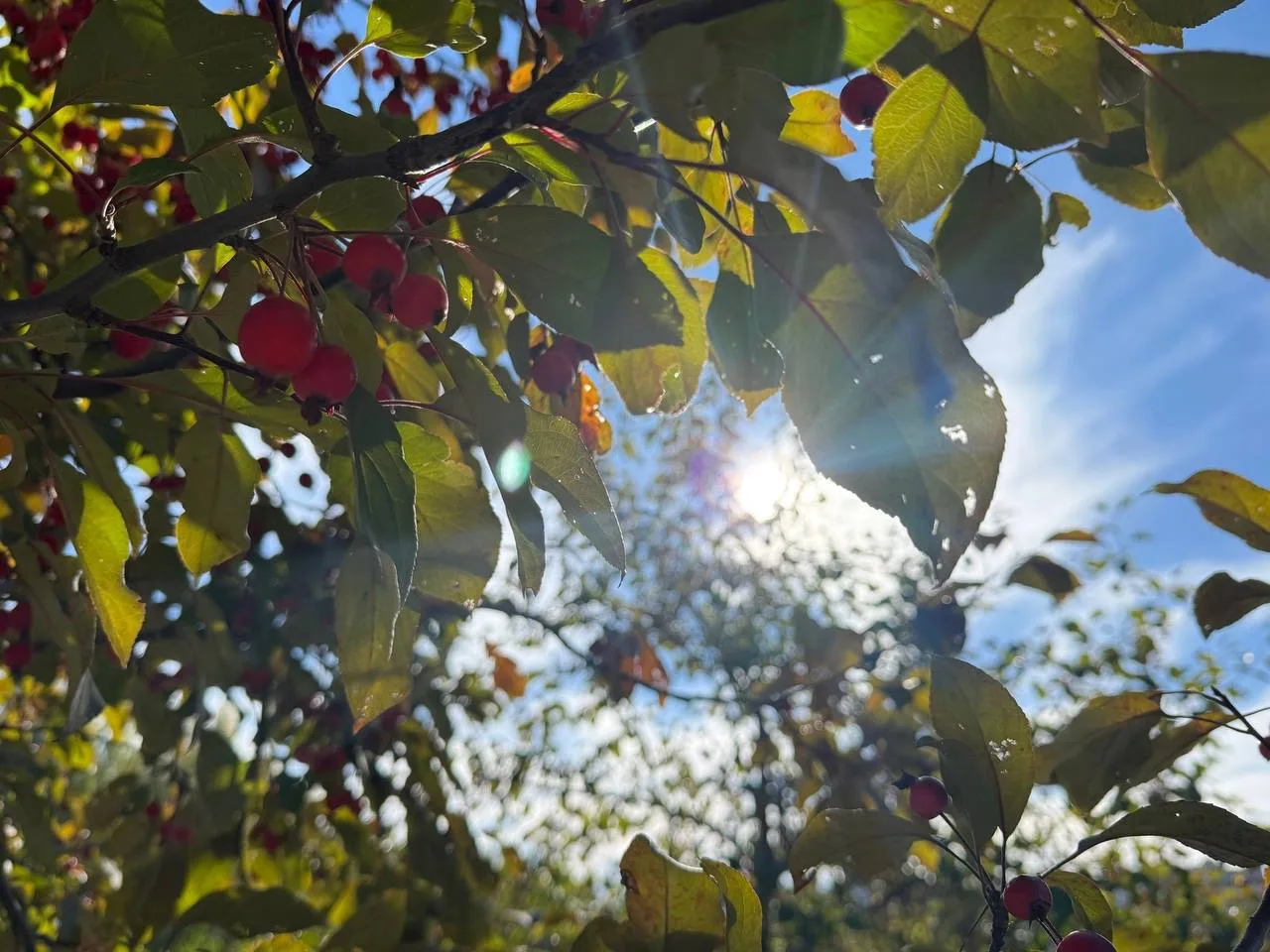 ☀️🍂Сөенеп яшик, дуслар!