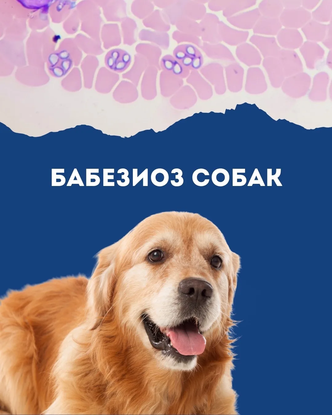 Сезон наступил, давайте обсудим бабезиоз собак!