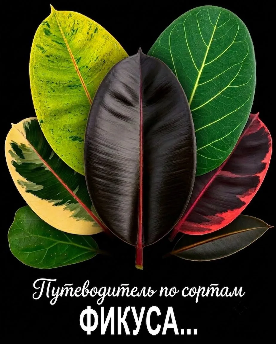Фикусоманы тут?🥰🪴
Какой ваш самый любимый?

Весь ассортимент фикусов в нашем каталоге. 
Отправка п