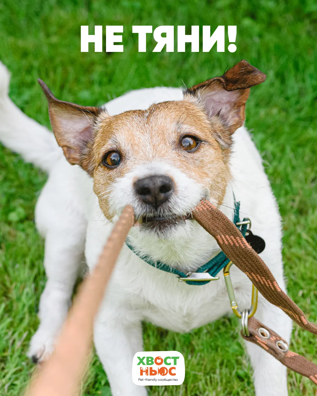 Хорошая прогулка — это когда можно спокойно исследовать мир вместе, а не выяснять, кто ...