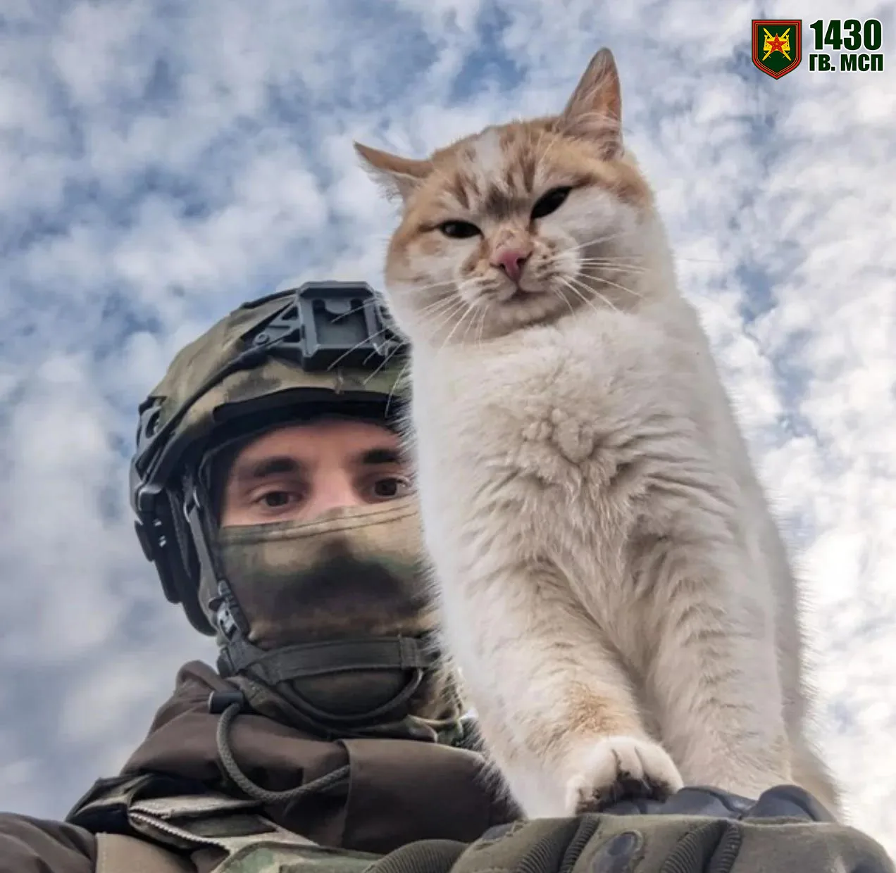 Гордый гвардейский котик понимает всю ответственность возложенных на него задач