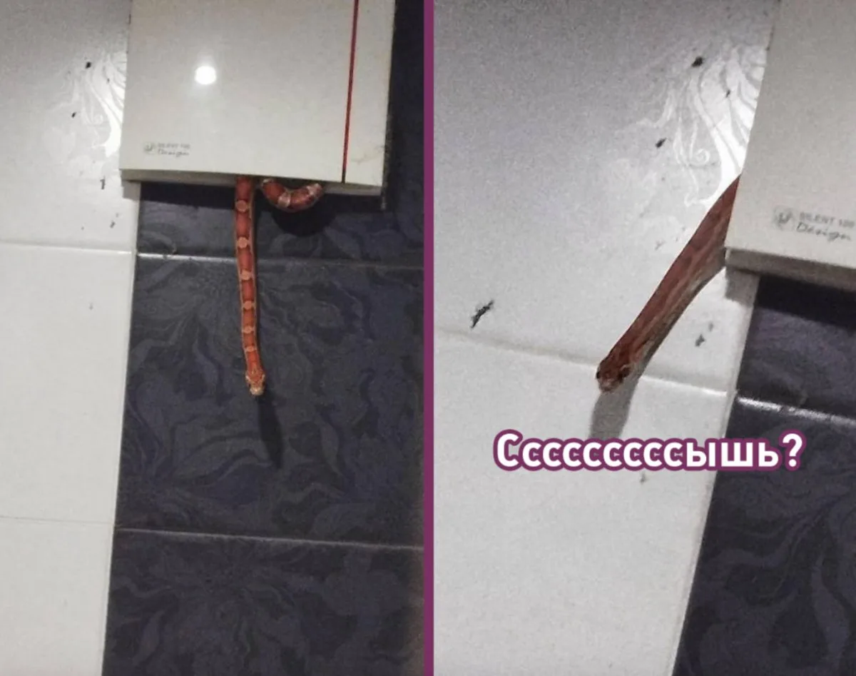 Змея выползла из вентиляции в ванной у москвича и через несколько минут уползла обратно...