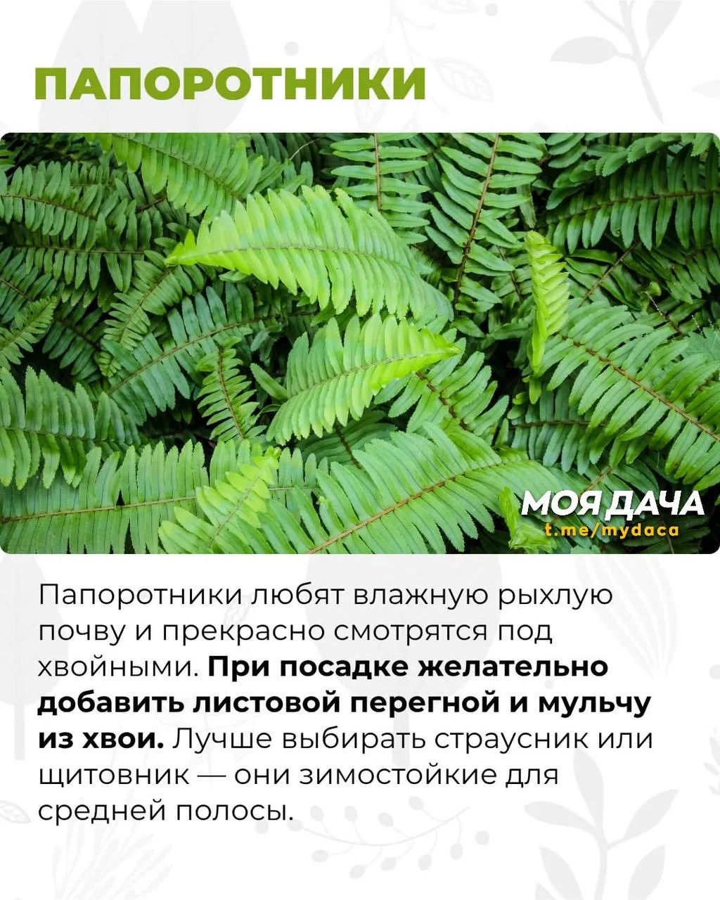 Растения для посадки под елью 🌲