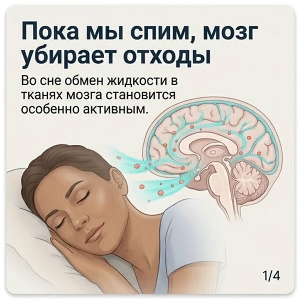 Как на пальцах объяснить нормальному человеку, для чего мы спим? Следите за руками!


Итак, мозг чел