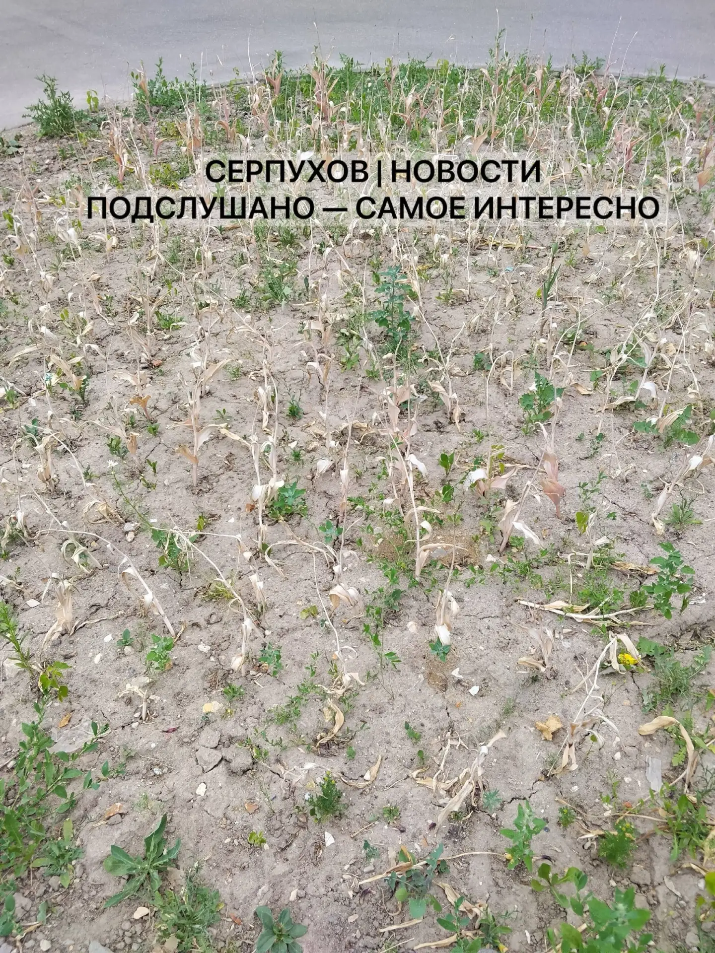 🌸На улице Пушкина тюльпаны, похоже, своё уже отцвели.