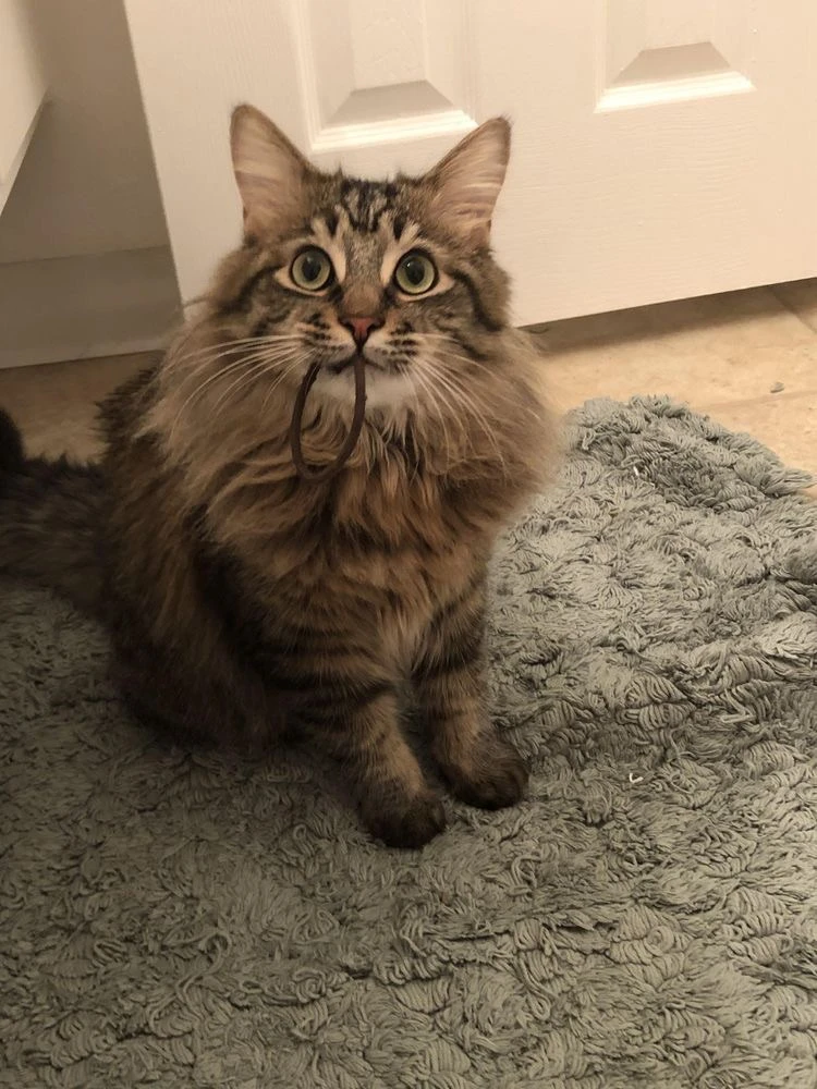 #КотикПодписчика 🥰