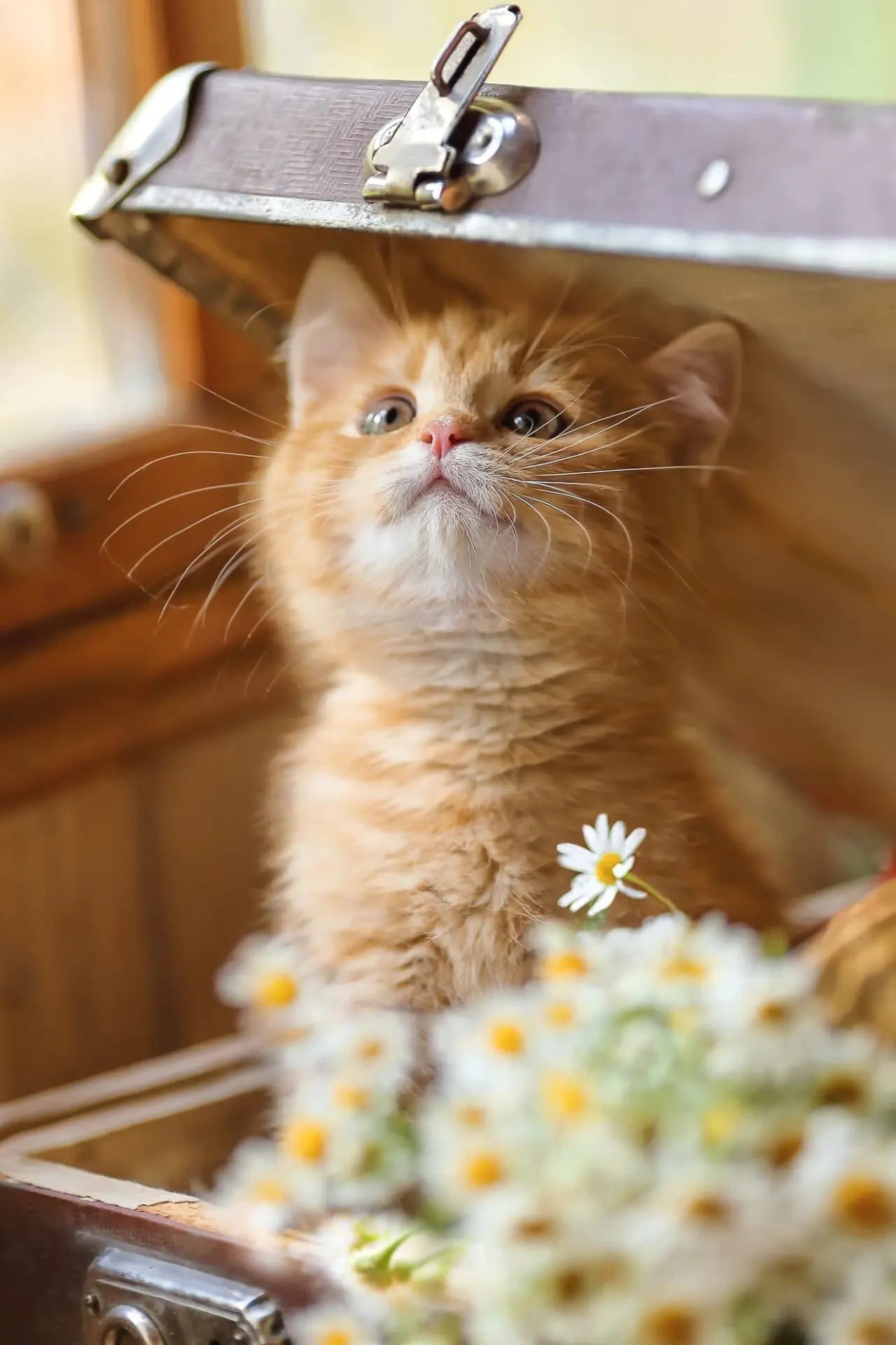 Без радости жить нельзя. Без радости сразу постареешь 🌼🍃
