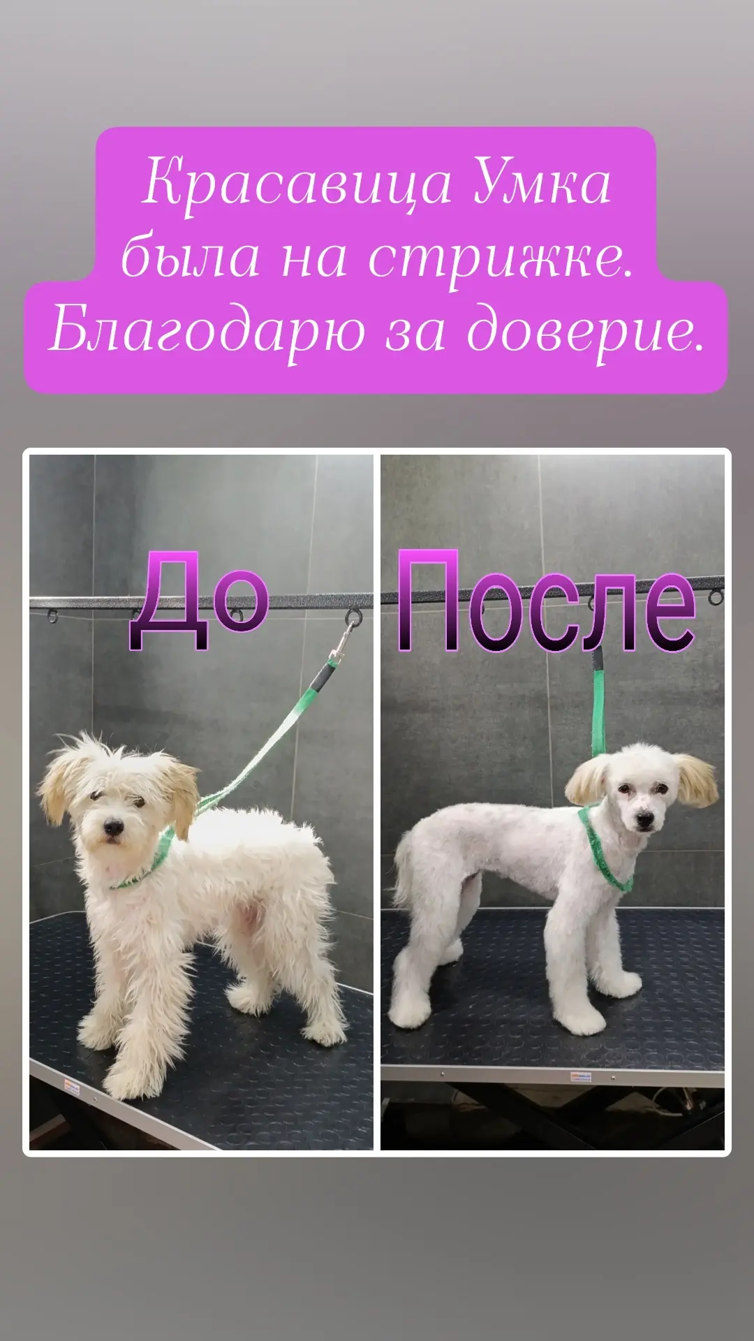 Иногда запросы бывают разные 🤗🤗🤗 но что бы так, и подстричь и вычесать 🫣такое у мен...