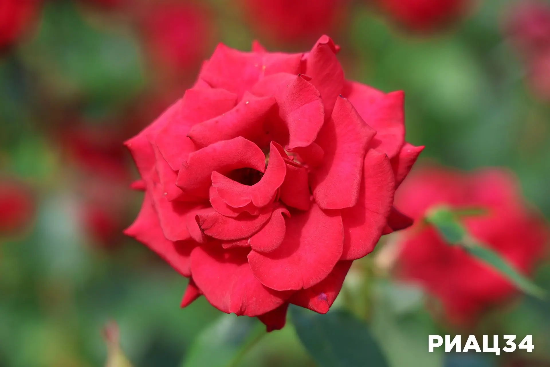 🌹 А вы знали, что розы - одни из древнейших цветущих растений на Земле? Они существуют уже более 35