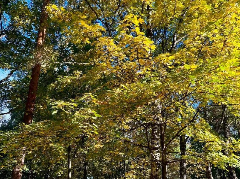 🍂 Пока ещё яркие краски осени на Джамгаровке