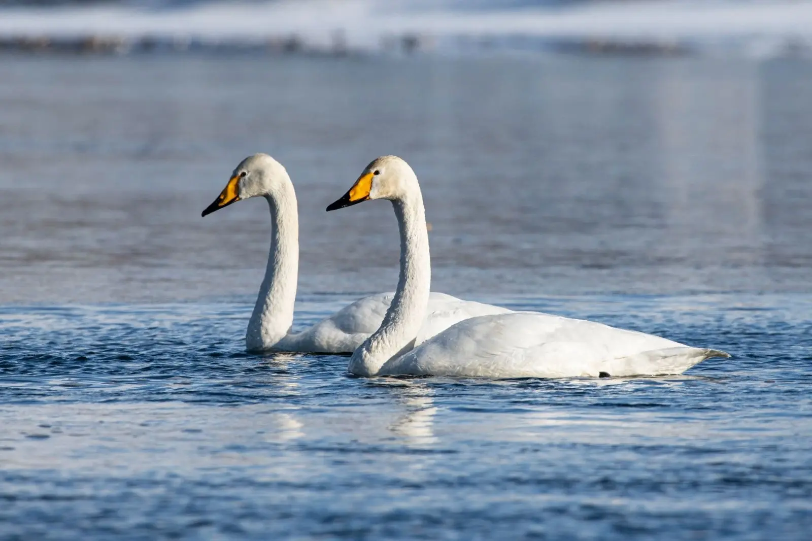 🦆🎉Сегодня праздник у водоплавающих и околоводных птиц   2 февраля отмечается Всемирный день водно-бо