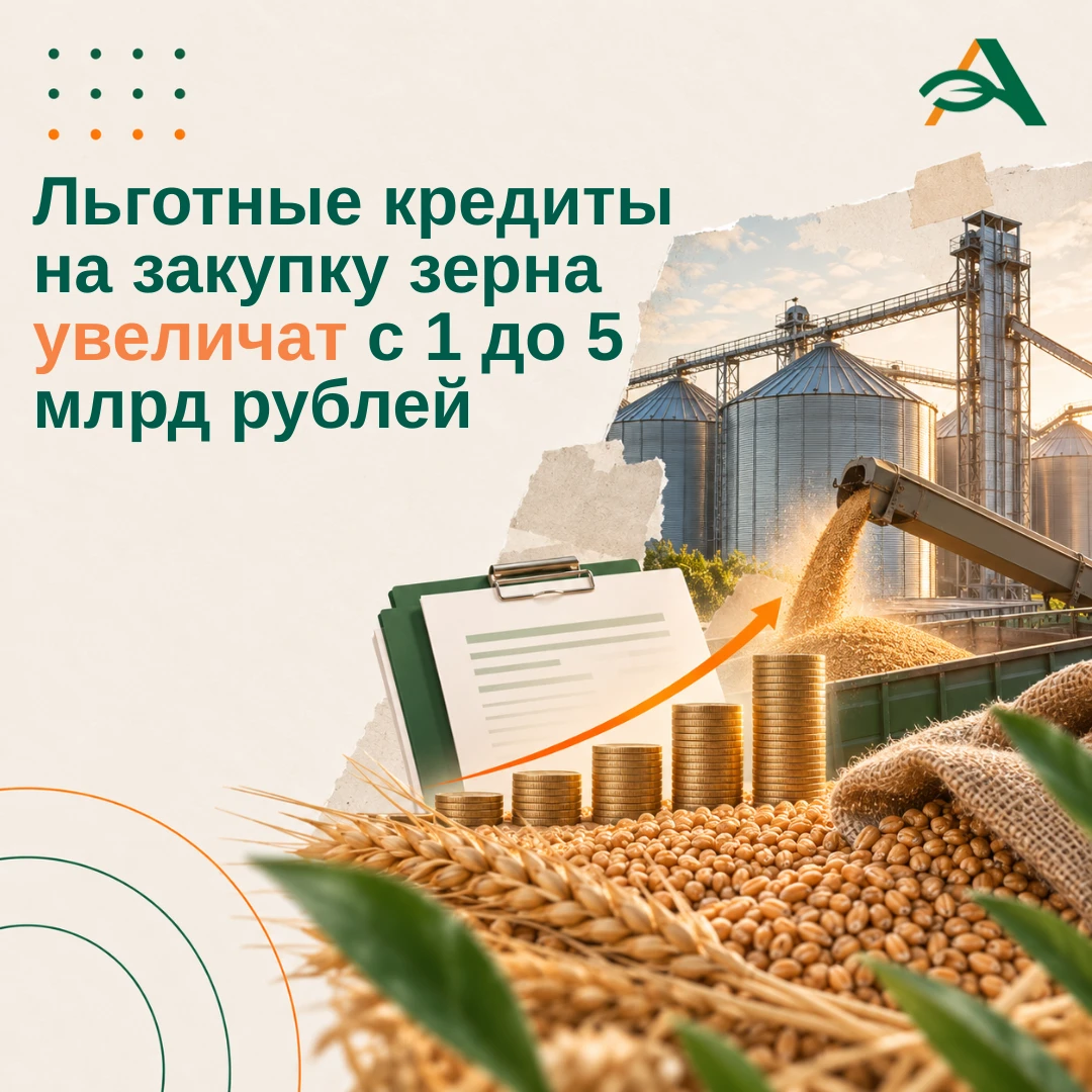 💰 Госзакупки зерна поддержат льготными кредитами до 5 млрд рублей