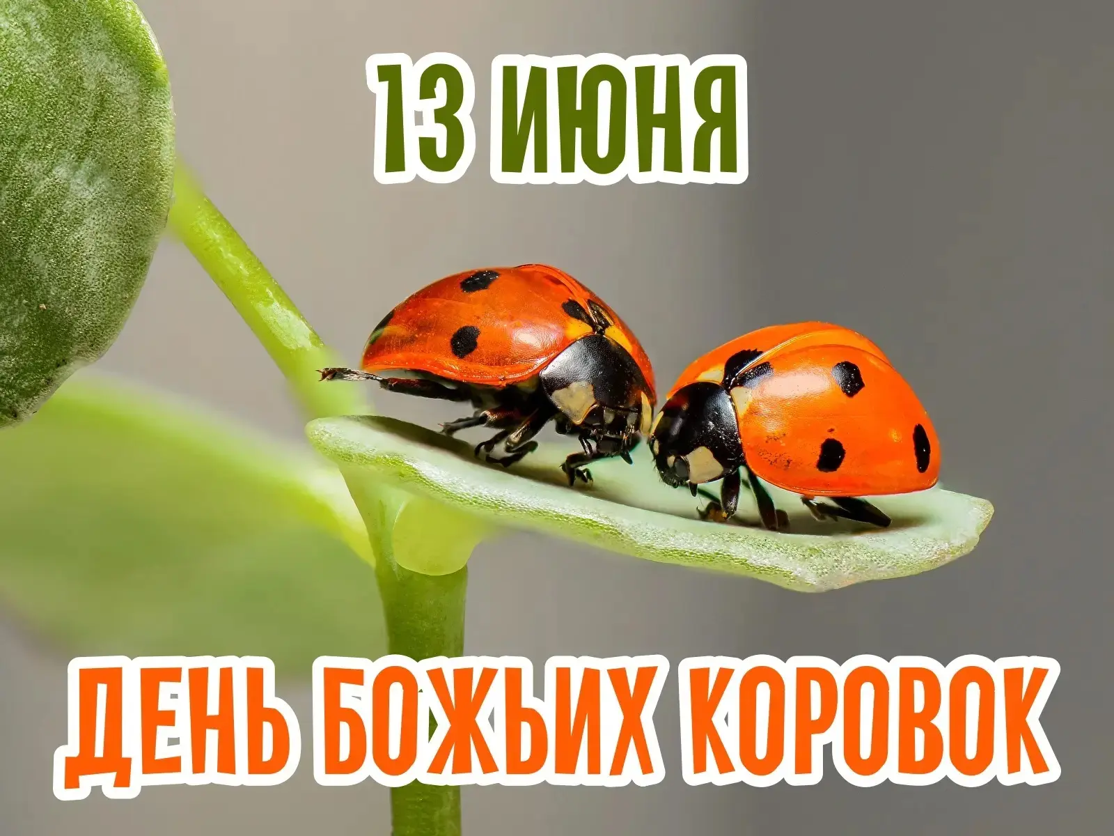 13 июня отмечается неофициальный, но очень добрый и красивый праздник — День божьих коровок. Во мног