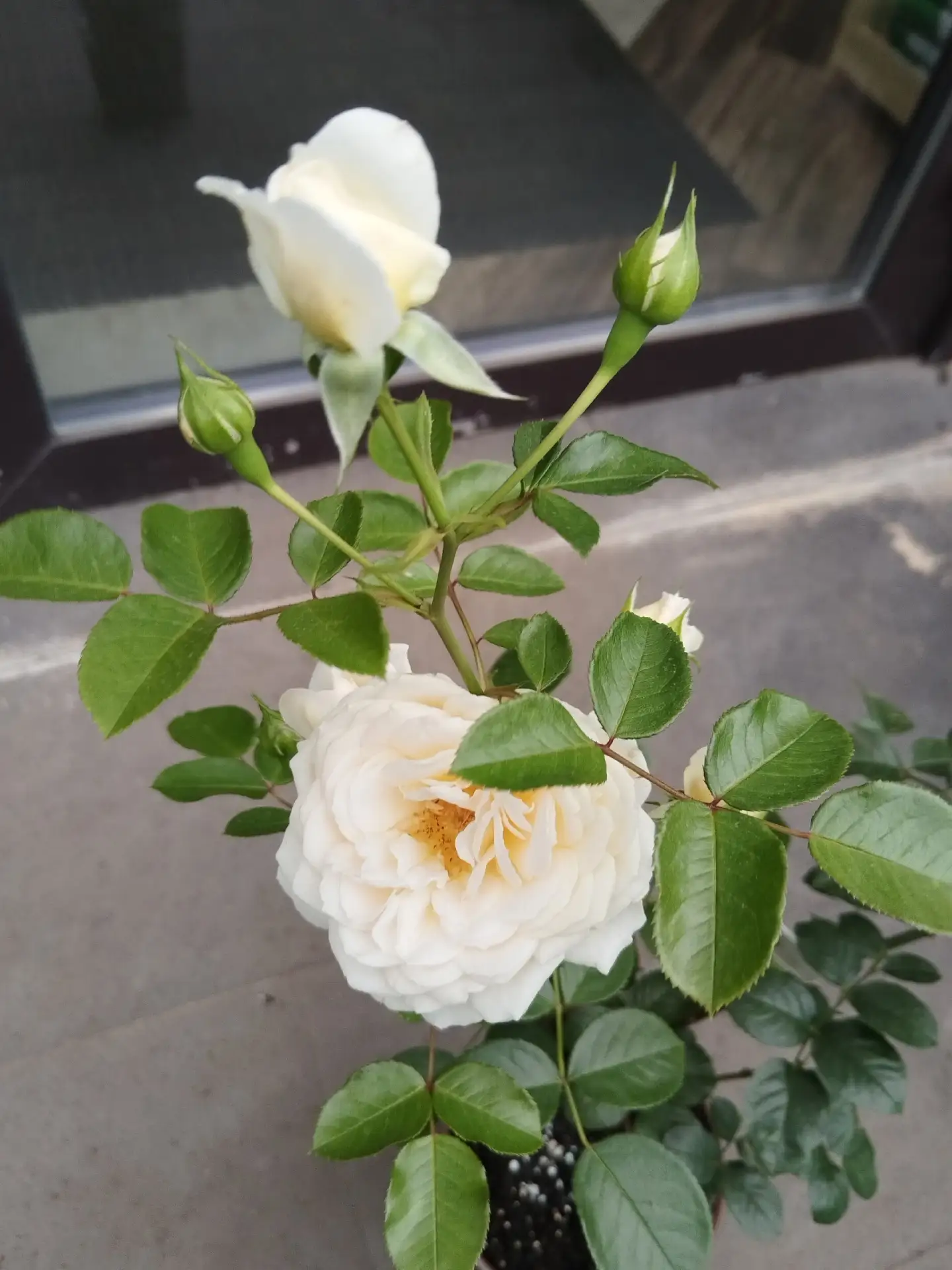 🌹Нежная роза флорибунда Крим Эбанденс 🌹1270 руб.✅