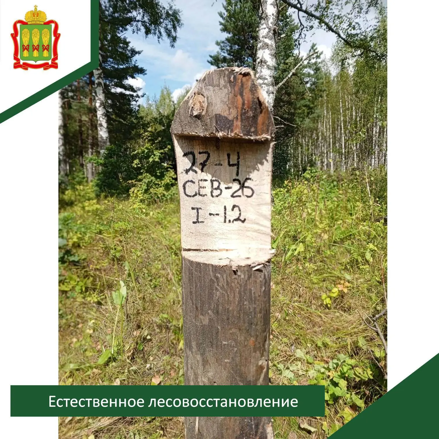 В рамках государственного задания в Мокшанском лесничестве проводится естественное лесо...