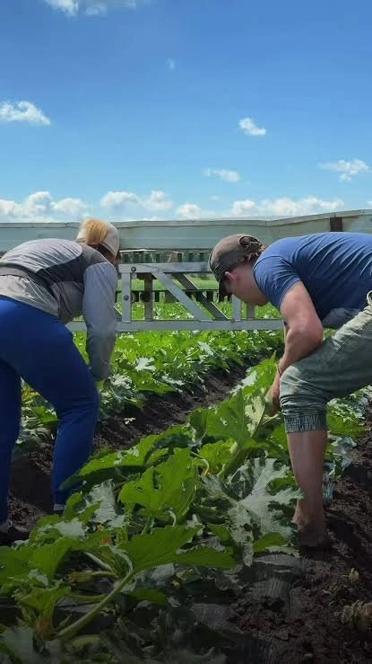 РАБОТА НА ОВОЩАХ: ФАСОВКА РЕДИСА И КАБАЧКОВ 🍆