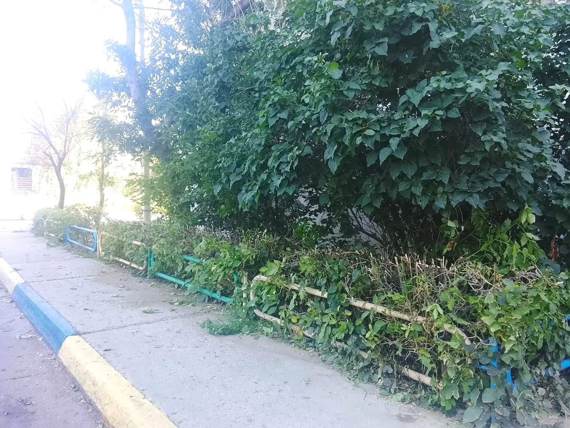 К новости «🌿 Зелёная стрижка для идеального порядка! ✂️»