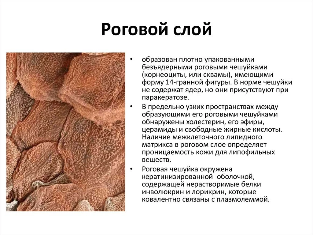 Роговой слой кожи