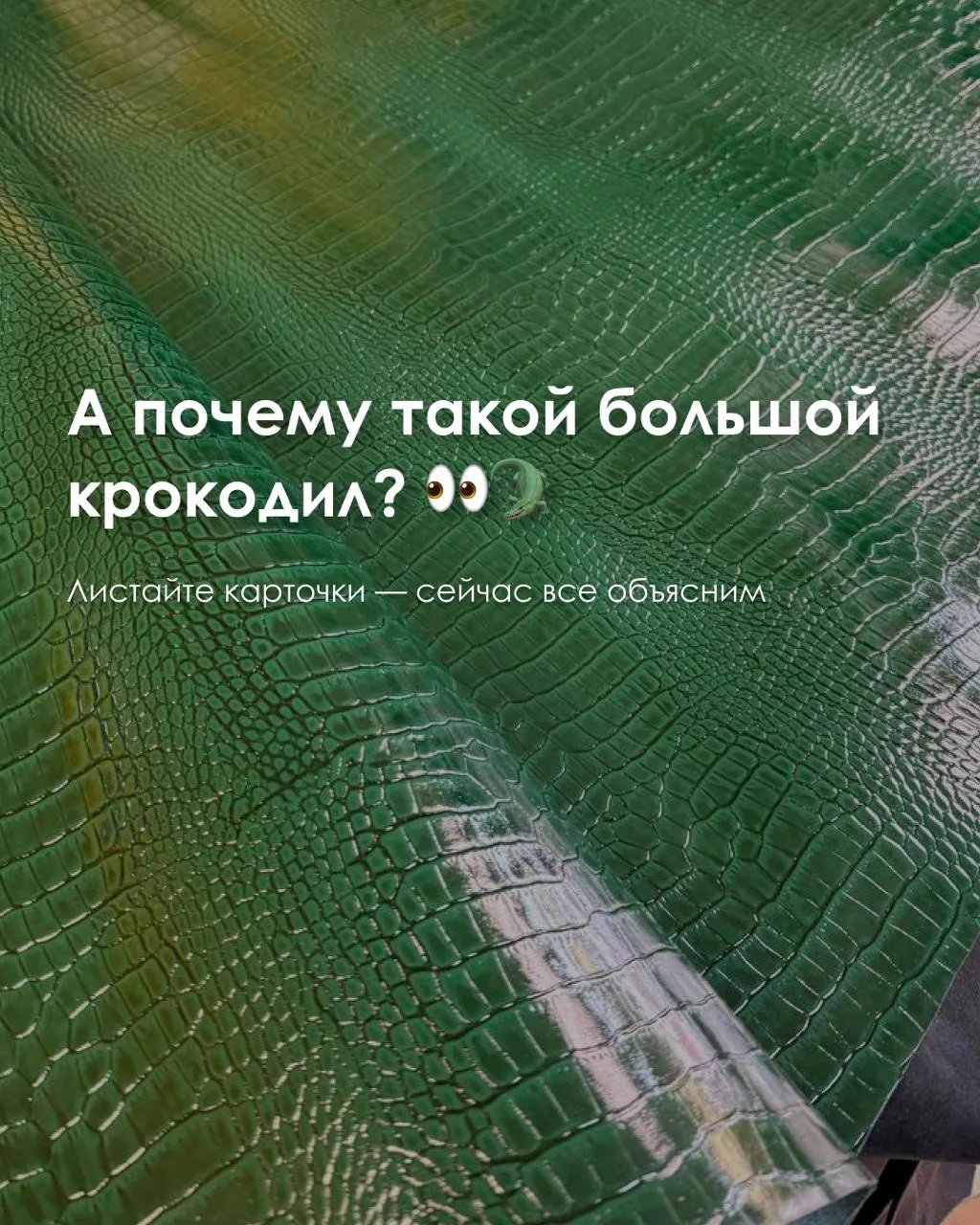 Друзья, сегодня решили раскрыть вам главную загадку наших кайманов 🐊👀
