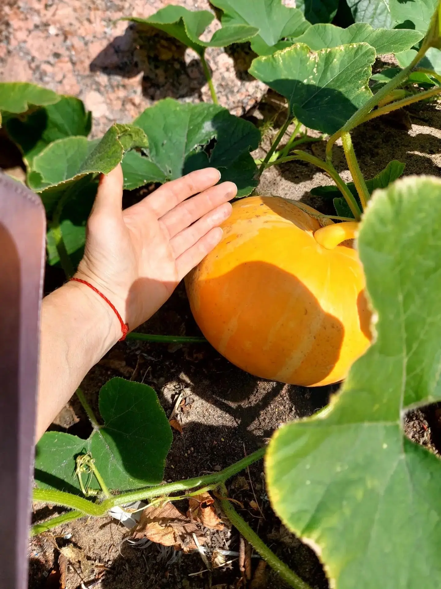 От семечка к урожаю: наш огород на окне! ☘️🍅