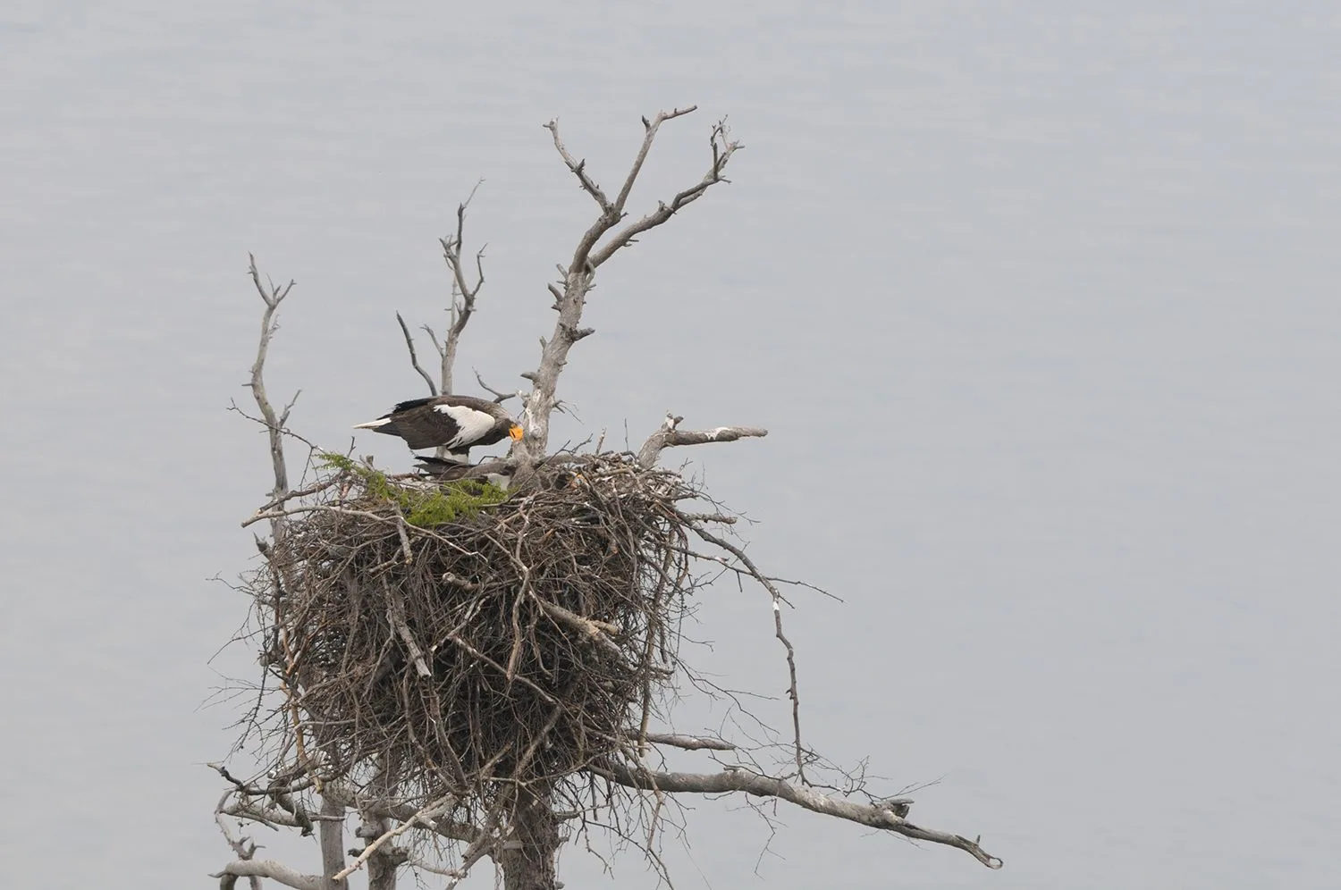 🦆🎉Сегодня праздник у водоплавающих и околоводных птиц   2 февраля отмечается Всемирный день водно-бо