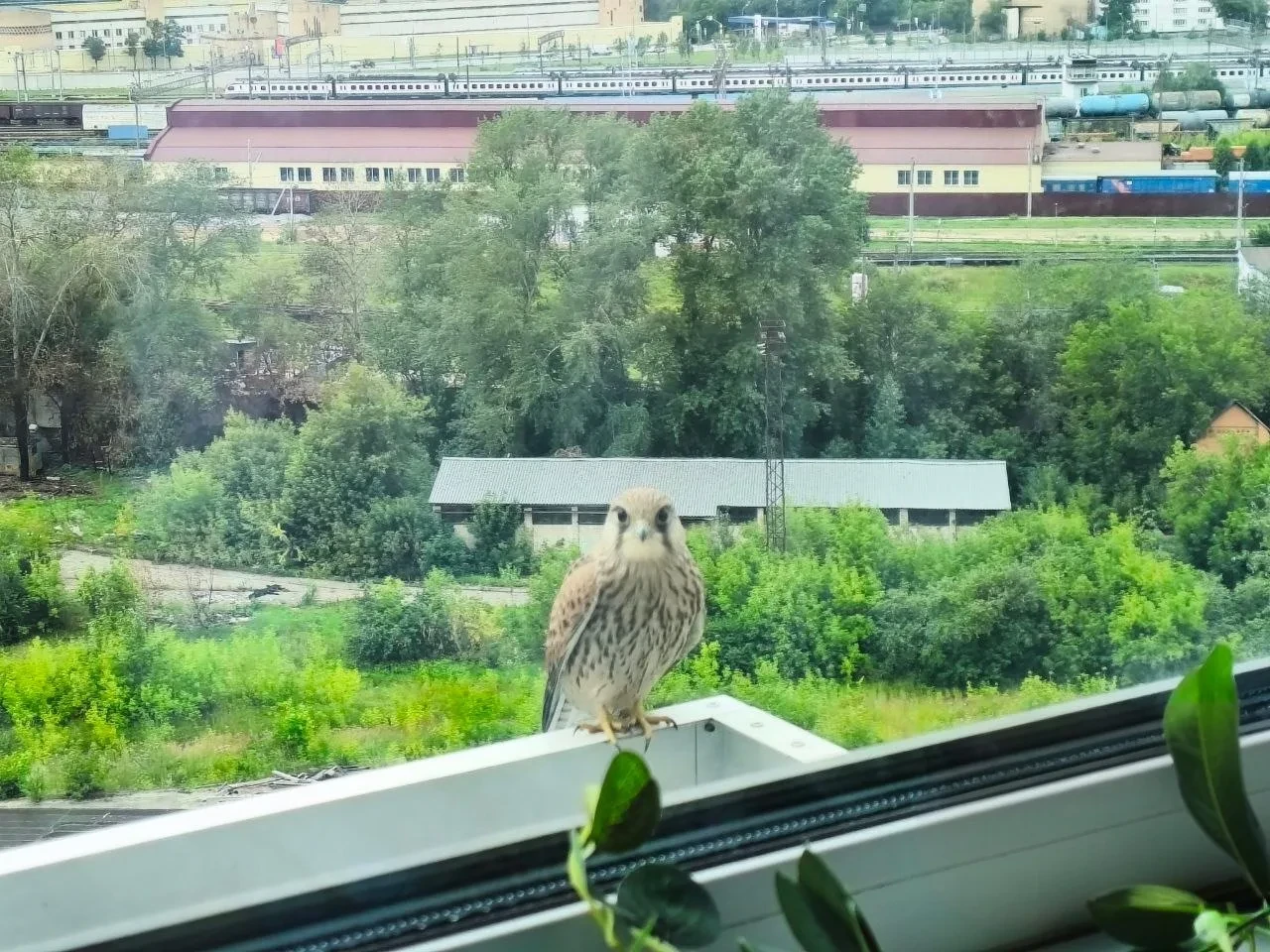 🦅 В Марьинском парке заметили пустельгу — редкую хищную птицу

Утром местные жители стали свидетеля