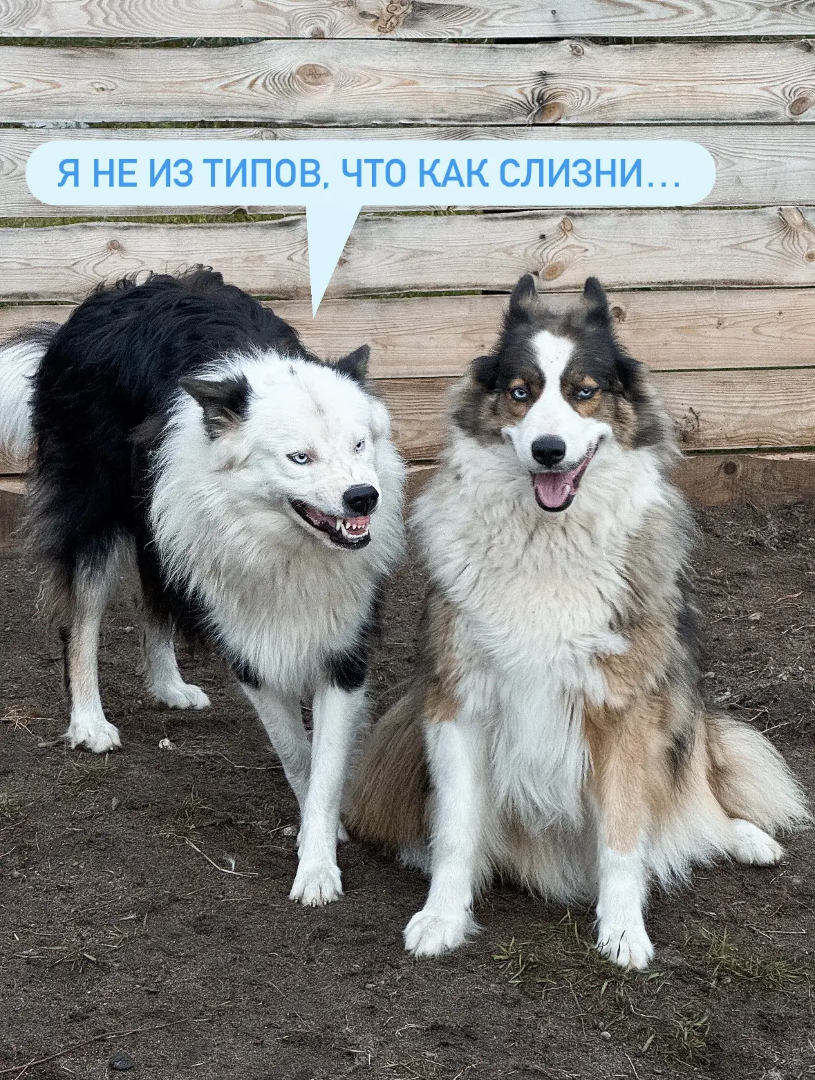 #Баечка_и_КО