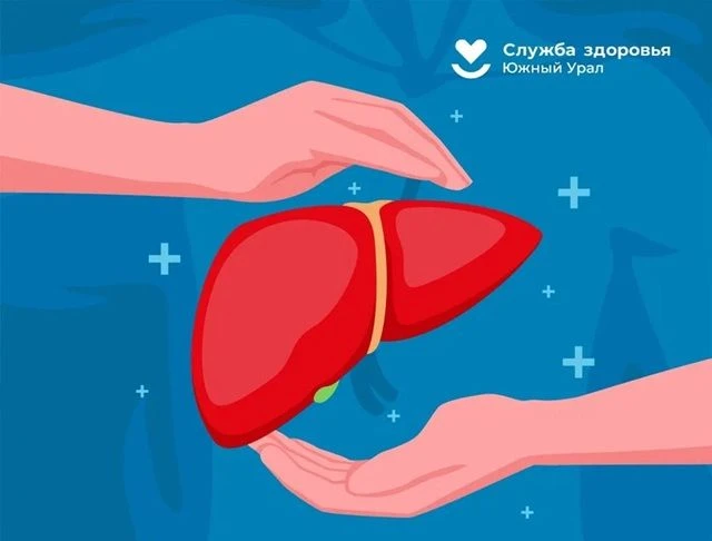 5 мифов о печени, в которые не стоит верить 
                                                       
