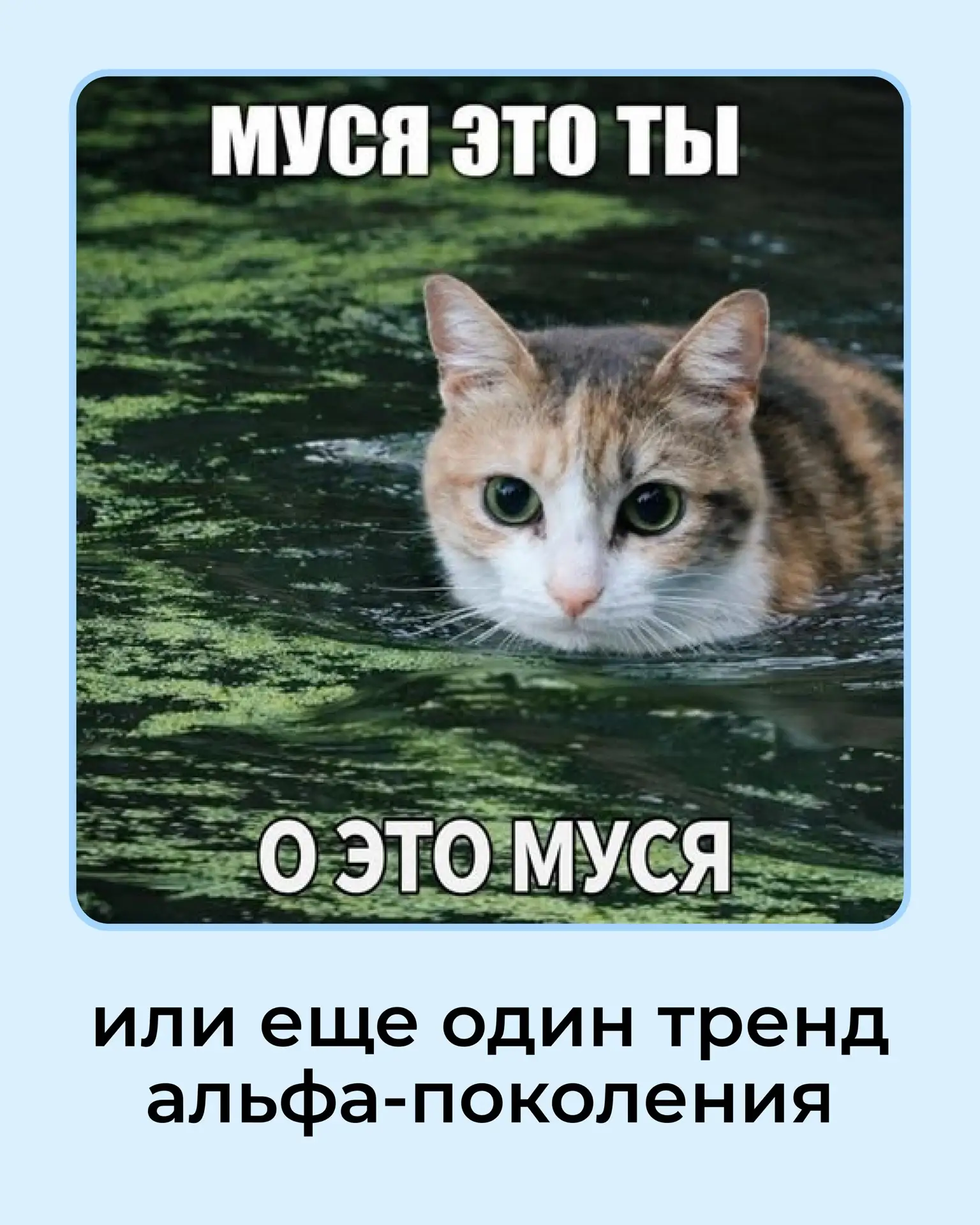 Вот же она — Муся 😍