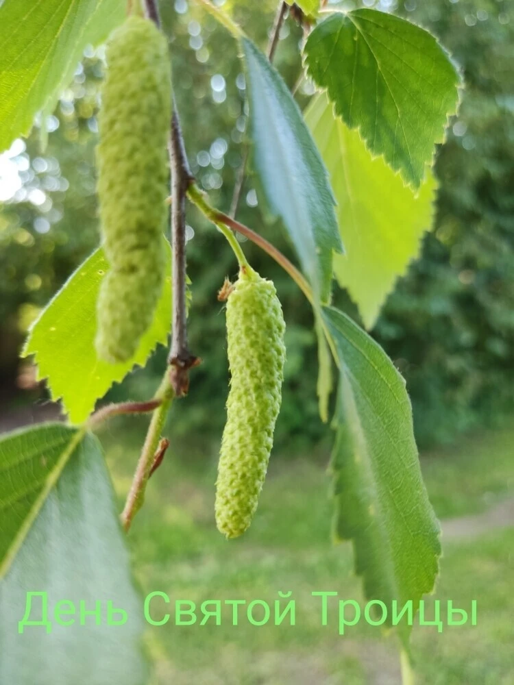 🌿 День Святой Троицы
