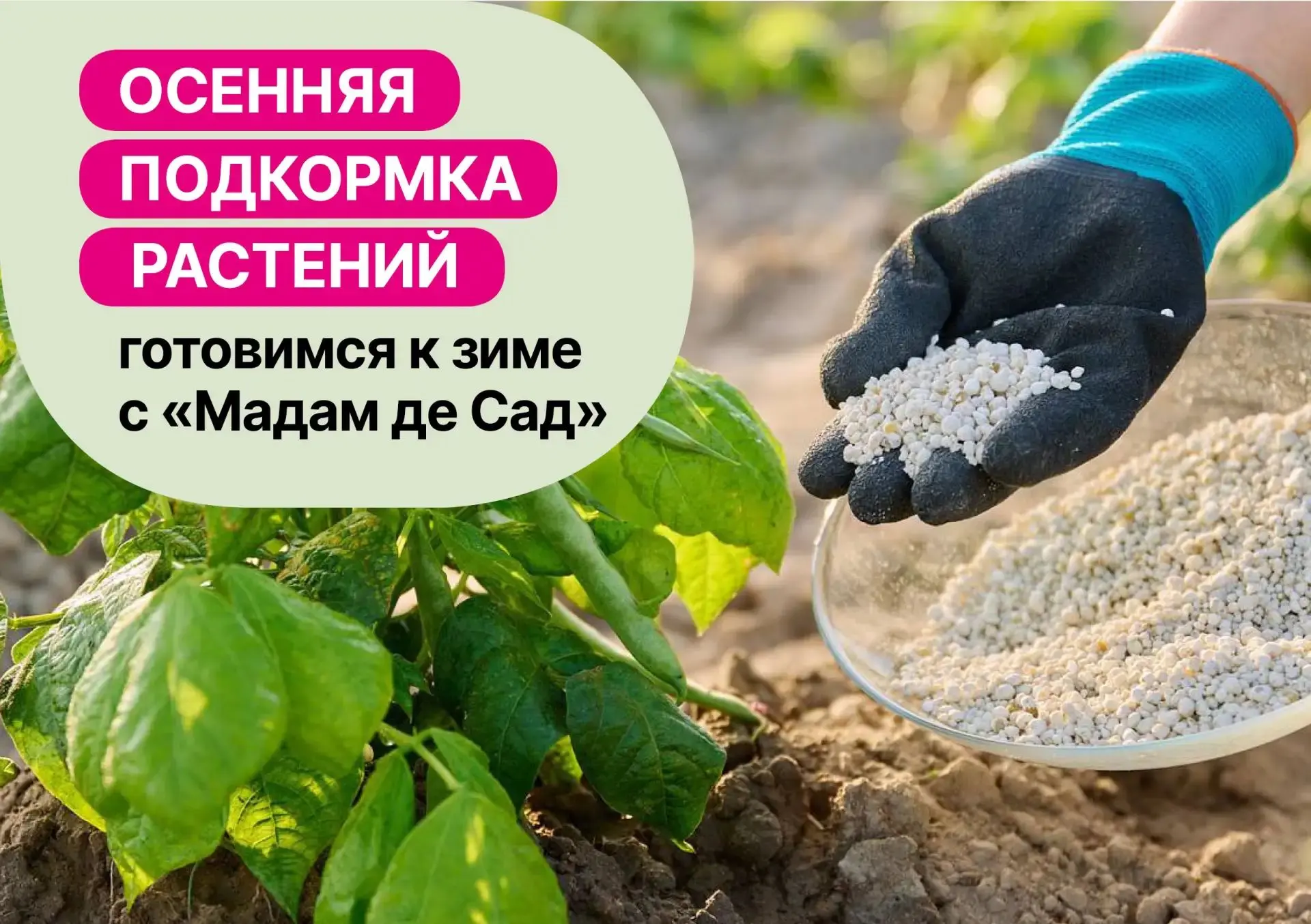 🔹Розы